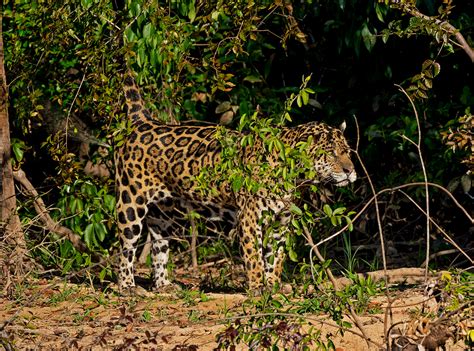 South American Jaguars: Caiman Hunters of the Pantanal | RoundGlass | Sustain