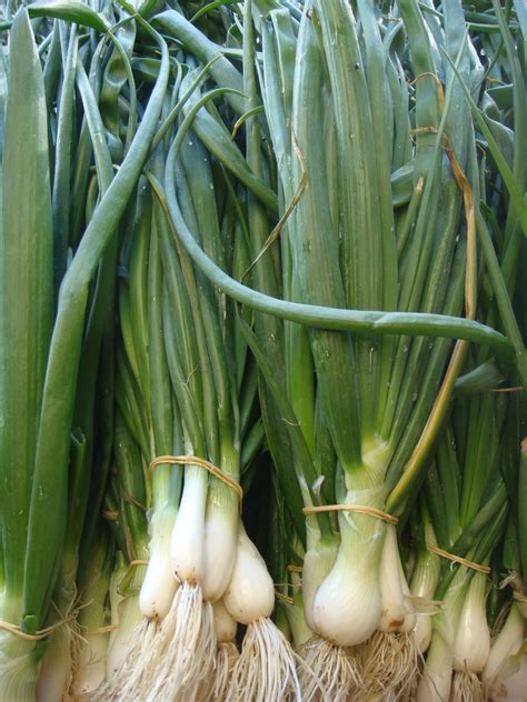 Green onions 2 – Skylight Farms