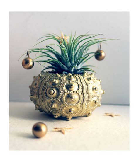 Unusual Air Plants - Home Decoration Inspiration Ideas and Gifts ...