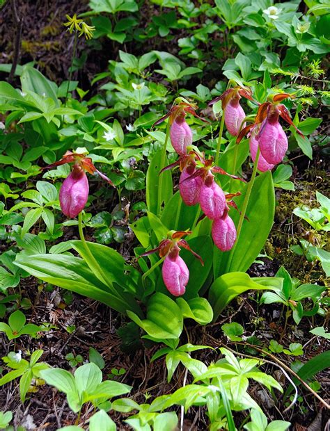 Cypripedium Acaule! One of my favorite slipper orchids that are indigenous the the USA. | Pink ...