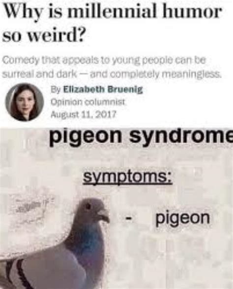 pigeon...pigeon : memes