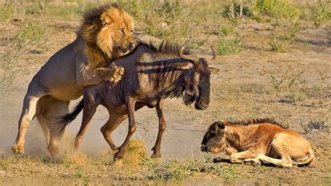 AMAZING LION HUNTING MOTHER & BABY WILDEBEEST Baby Wildebeest Escaped ...