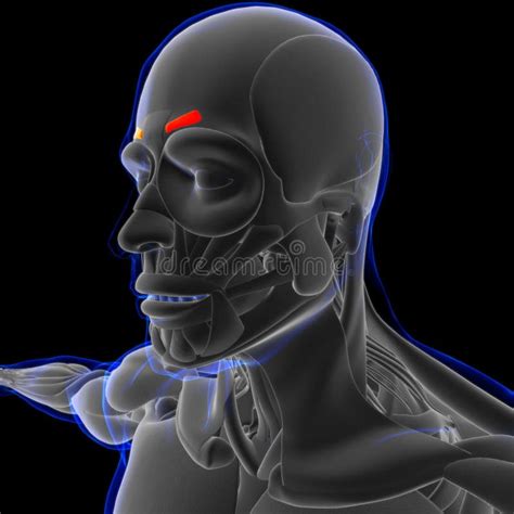 Corrugator Supercilii Muscle Anatomy for Medical Concept 3D Stock ...