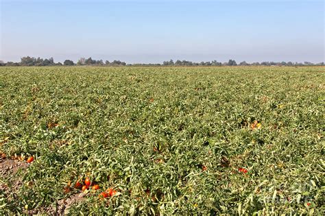 Tomato Field, California Photograph by Inga Spence - Fine Art America