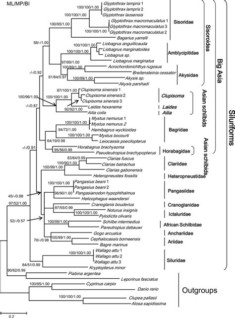 The matrilineal genealogy of the Chinese Clupisoma (as Platytropius)... | Download Scientific ...