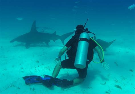 Diving with hammerhead sharks in Bimini is unforgettable - Orlando Sentinel