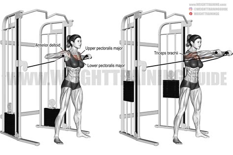 Standing cable chest press instructions and video | Weight Training Guide