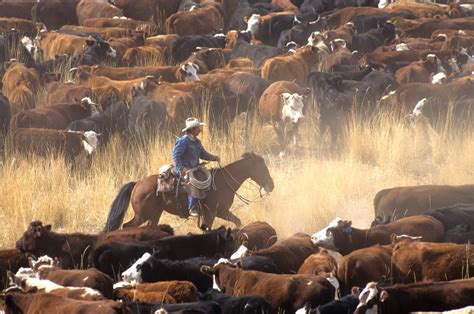 How to Start a Ranch in Texas | The Texan Dream