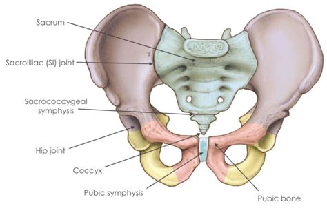 Pelvic Girdle