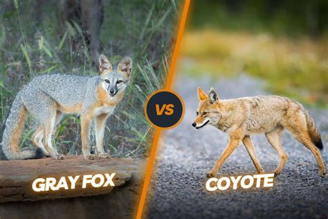 Coyote Vs Fox 11 Key Differences Between Them, 56% OFF