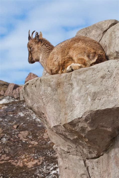 Markhoor in zoo stock photo. Image of stands, markhor - 33390178