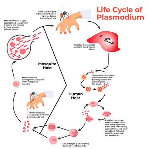 Plasmodium Life Cycle - Classification, Life Cycle and Diagram