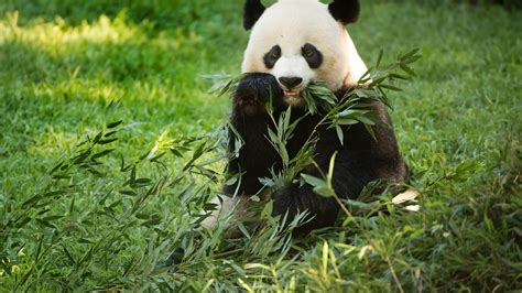 Giant panda gives birth at National Zoo in Washington, D.C.