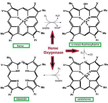 Heme oxygenase - Proteopedia, life in 3D