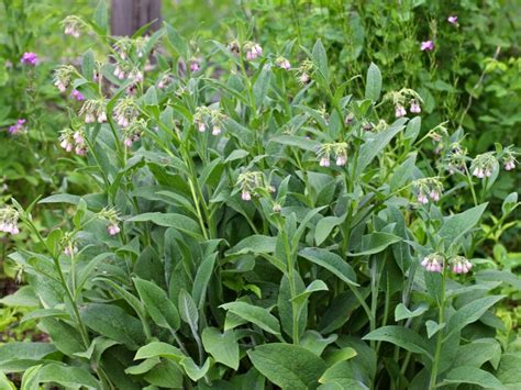 Comfrey Herb Plant - Learn About Different Comfrey Uses In Gardens