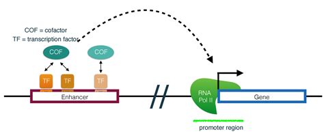 Elucidating enhancer-promoter gene expression using ConvNets | bcdata