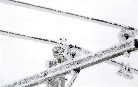 Winter Frost Snowy Owl 5181543 Stock Photo at Vecteezy