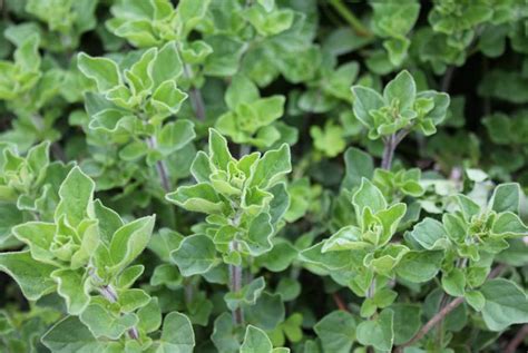 Marjoram Sweet – Asia Seeds