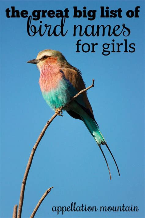 The Great Big List of Bird Names for Girls - Appellation Mountain