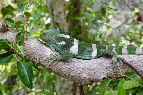 Fiji Iguana Conservation from Both Sides Now | San Diego Zoo Institute ...