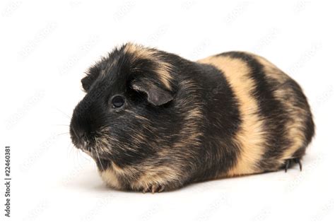 cavia Stock Photo | Adobe Stock