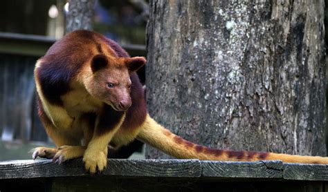 WildLife: Tree Kangaroo - Animal Facts and Photos