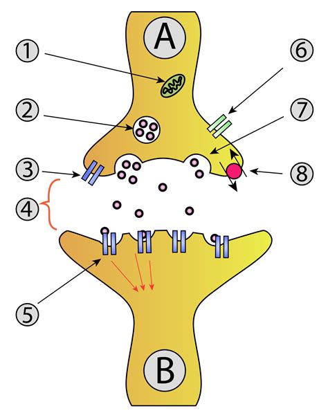 Synapse Diagram Unlabeled