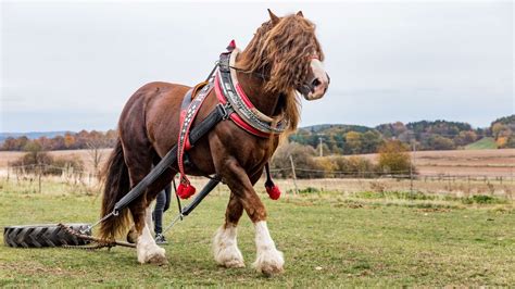 The 7 Largest Horse Breeds In The World: With Pictures