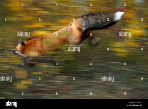 Red fox leaping hi-res stock photography and images - Alamy