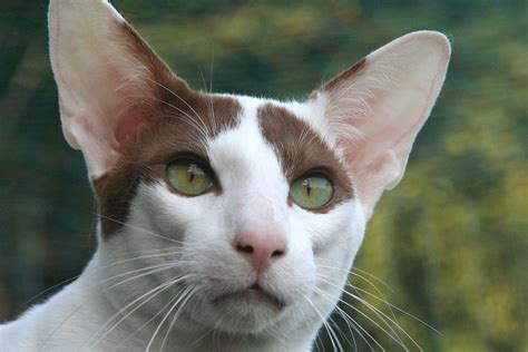 Oriental Shorthair: Cat Breeds | Breed Information | Mad Paws