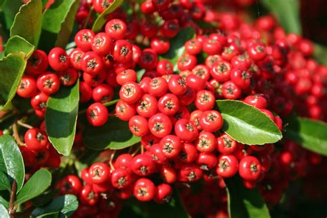 Pyracantha berries | The Pyracantha tree in the garden has a… | Flickr