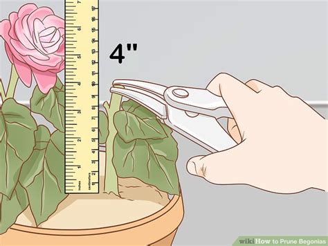 3 Ways to Prune Begonias - wikiHow