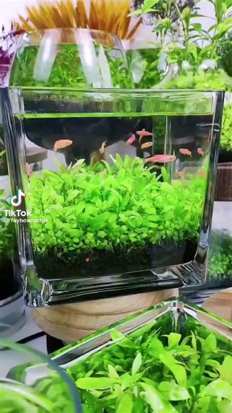 Home Projects ~ Aquariums 🐠 | Fish tank, Fish tank terrarium, Aquarium fish