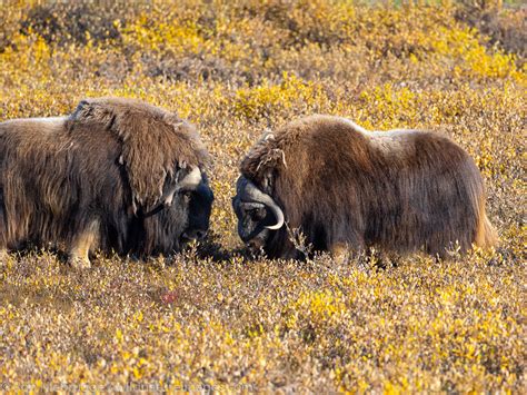 Musk Ox | Alaska | Photos by Ron Niebrugge