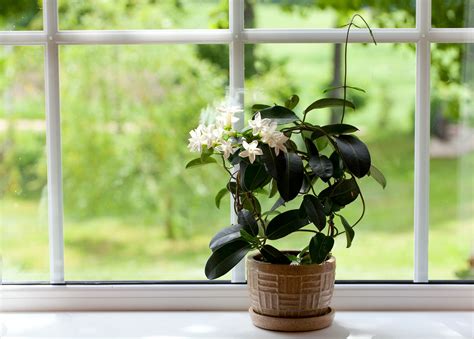 Keep Jasmine Plants in Your Room. Jasmine Can Reduce Anxiety, Panic ...