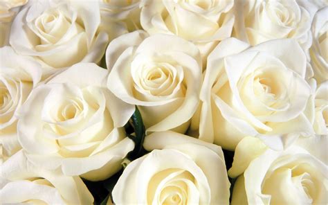 White Roses Backgrounds - Wallpaper Cave