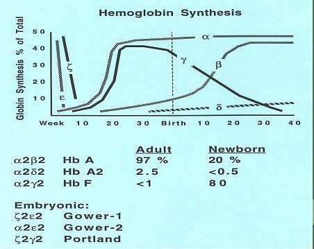 Hemoglobin Synthesis | Medical Laboratories