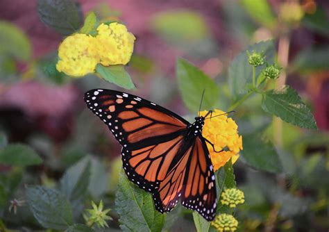 Monarch Butterfly On Lantana Flower Photograph by Sandi OReilly - Pixels