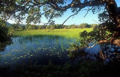 Wetland. Greater St Lucia Wetland Park Photograph by Roger De La Harpe - Fine Art America