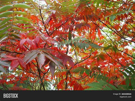 Sumac Rhus Genus Image & Photo (Free Trial) | Bigstock