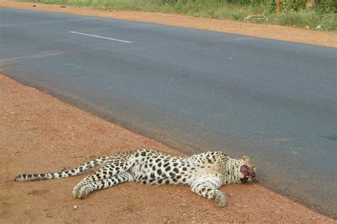 Meet the newest enemy to India's wildlife