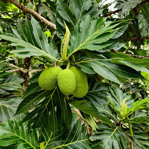 Breadfruit Trees for Sale | FastGrowingTrees.com