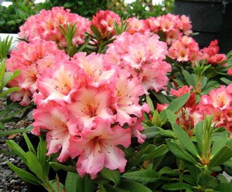 Rhododendrons for the Bay Area Garden - Berkeley Horticultural Nursery ...