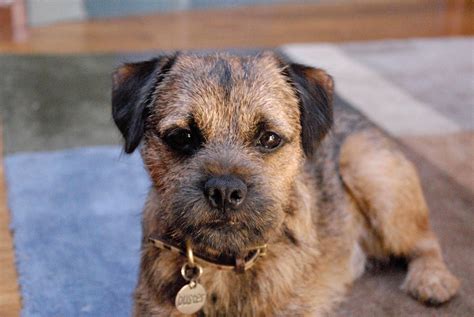 Border Terrier Dog Breed » Information, Pictures, & More