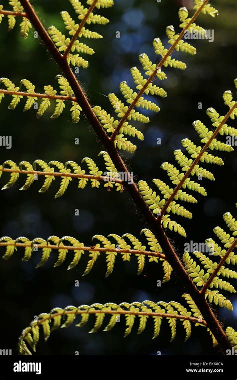 Tree fern in New Zealand Stock Photo - Alamy