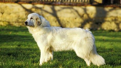 Great Pyrenees Growth Chart | Weight & Size Chart