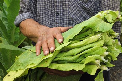 A Polio Vaccine Made from Tobacco Leaves? – The Vaccine Reaction