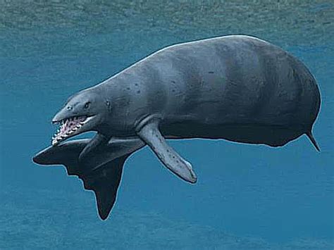 Pictures and Profiles of Prehistoric Whales