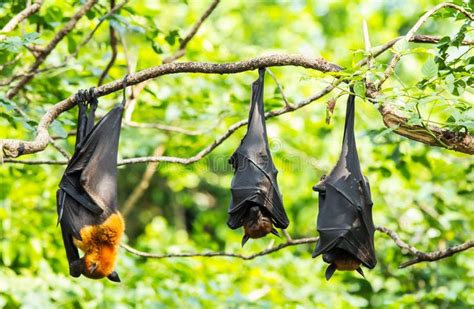 Flying Foxes Royalty Free Stock Photos | Bat facts, Bat species, Bumblebee bat