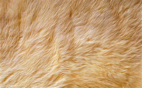 Free photo: Animal fur texture - Animal, Coat, Dog - Free Download - Jooinn